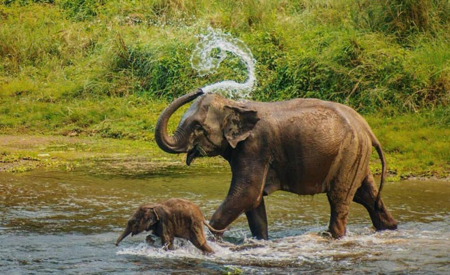 Chitwan, Nepal: Complete Travel & Wildlife Guide